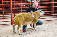 Longtown Ram Fair-07